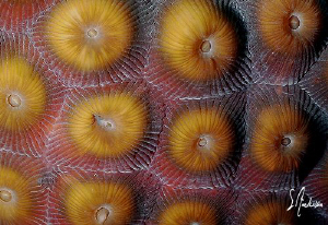 This image of Star Coral was taken while diving off Nassa... by Steven Anderson 